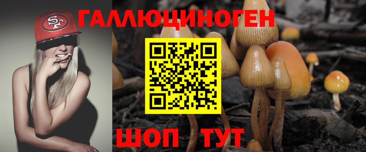 Галлюциногенные грибы Psilocybine cubensis Коряжма